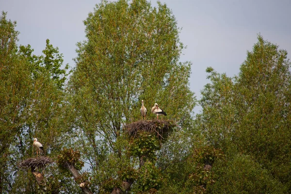 Two storks are sitting in the nest — kuvapankkivalokuva
