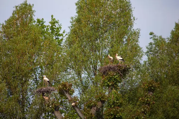 Két gólya a fészekben ül — Stock Fotó