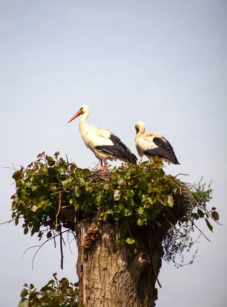 Deux cigognes sont dans le nid — Photo