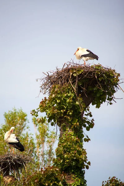 Due cicogne sono sedute nel nido — Foto Stock