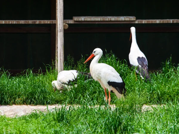 コウノトリのビュー — ストック写真