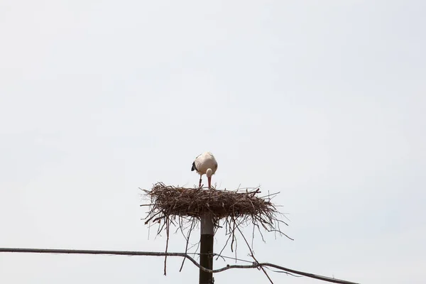 Cicogna seduta nel nido — Foto Stock