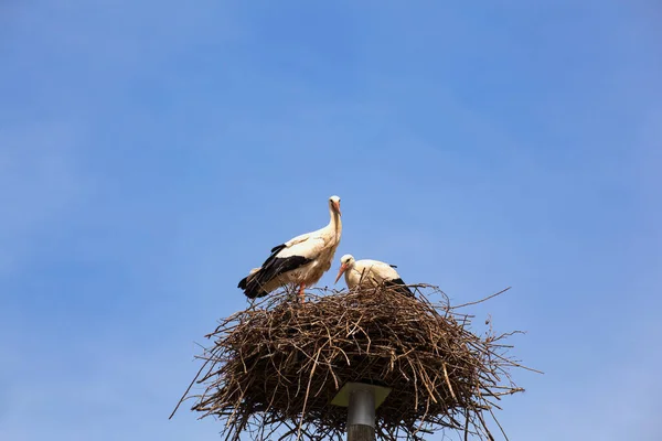 Two storks are sitting in the nest — Stock Photo, Image