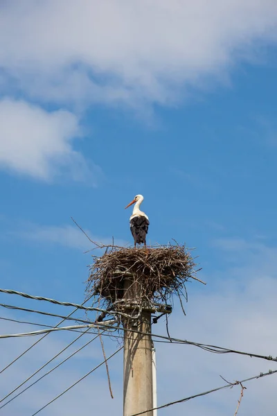 Cicogna seduta nel nido — Foto Stock