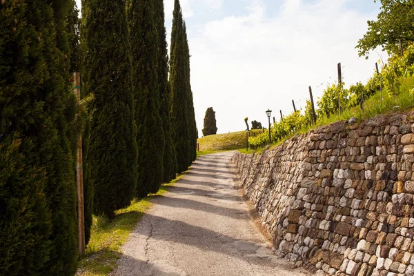 Cypress and stone wall, Fagagna — Stock Photo, Image