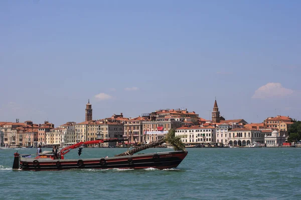 Boat transporting palm tree on Canal Grande — Stock Photo, Image