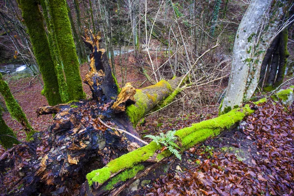 Mousse et fougère sur le tronc mort — Photo