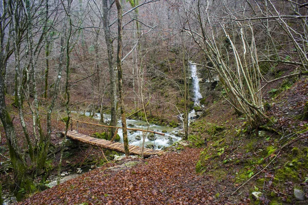 Bridge on creek in the wooded forest trees — Stock Photo, Image