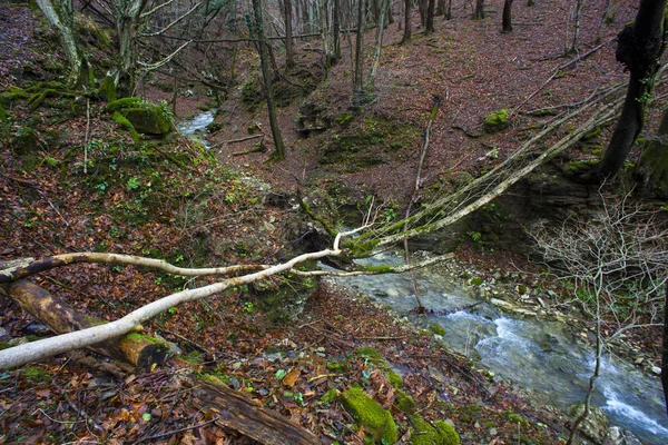 Creek in de beboste bos bomen — Stockfoto