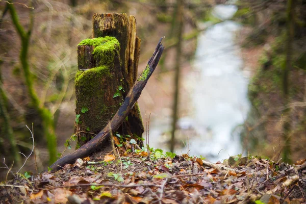 Maletero en el bosque — Foto de Stock