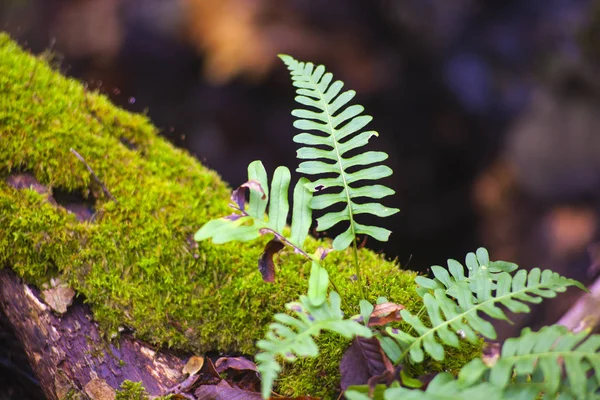 Fern blad op romp — Stockfoto