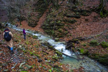 Creek ormanlık orman ağaçlarında 