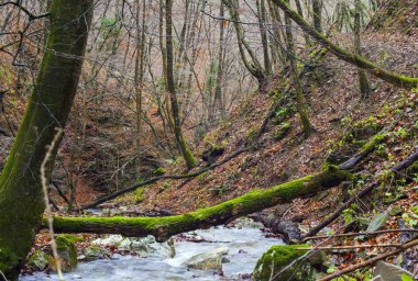 Creek ormanlık orman ağaçlarında 