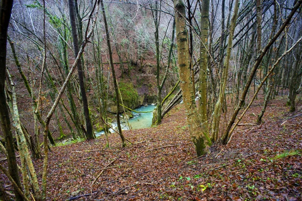 Creek in the wooded forest trees