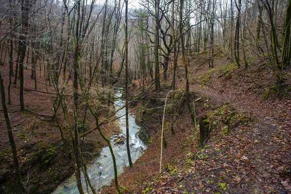 Creek in the wooded forest trees — Stock Photo, Image