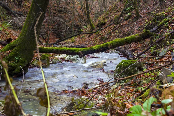 Creek in the wooded forest trees — Stock Photo, Image