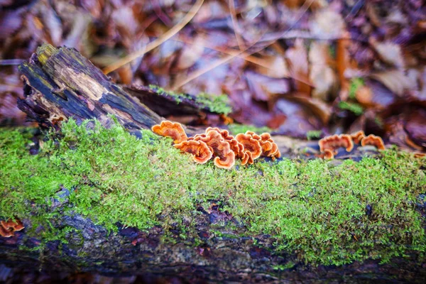 Lingzhi mushroom or reishi mushroom — Stok fotoğraf