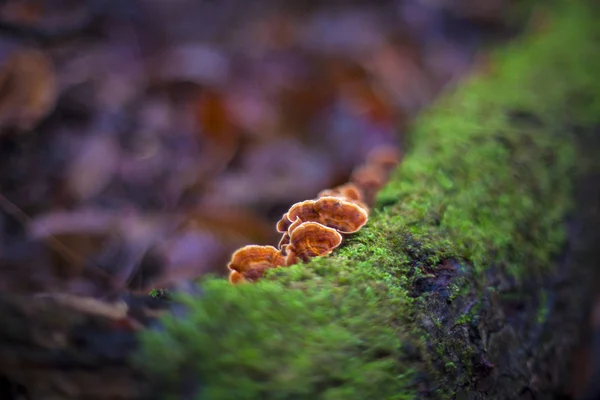 Lingzhi mushroom or reishi mushroom — Stockfoto