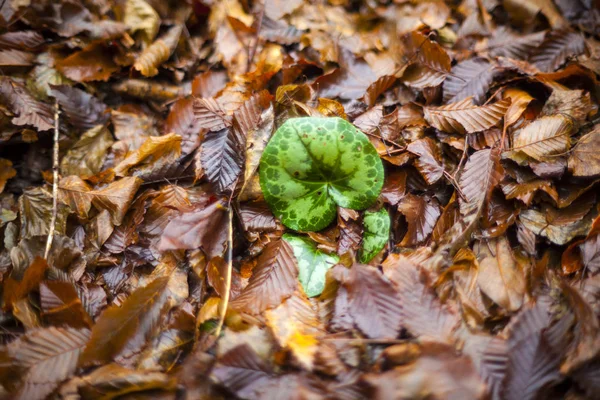 Cyklamen blad i mitten av torkade blad — Stockfoto
