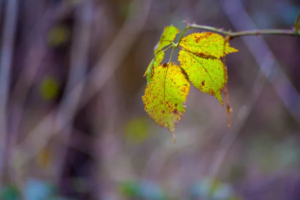 Hoja en rama — Foto de Stock