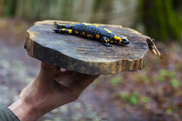 The fire salamander