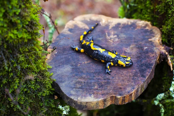 The fire salamander — Stock Photo, Image