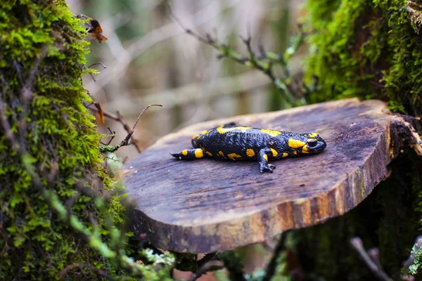 La salamandre du feu — Photo