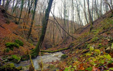 Creek ormanlık orman ağaçlarında 