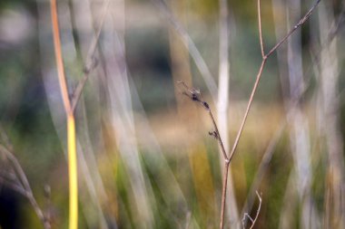 Kurutulmuş kırsal bitkiler