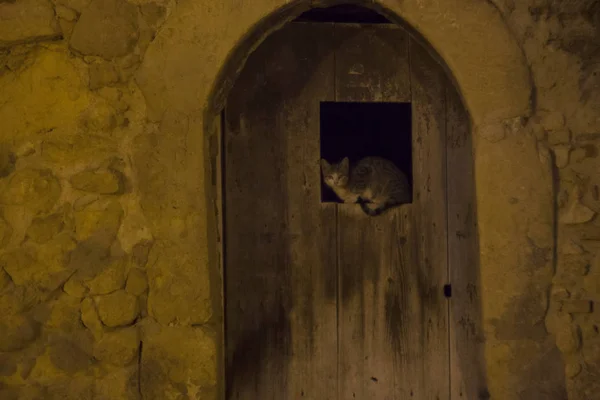 Kat op de deur van de lophole — Stockfoto
