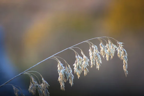 Plantas do campo secas — Fotografia de Stock