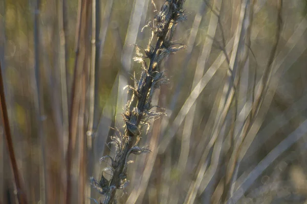 Plantas do campo secas — Fotografia de Stock