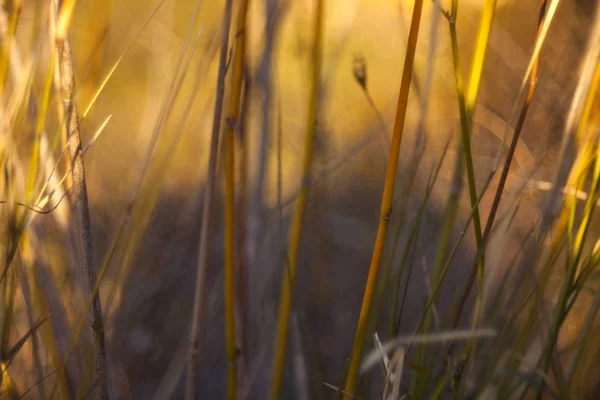 Gedroogde plattelands planten — Stockfoto