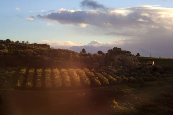 Vue de l'oliveraie au coucher du soleil à Leonforte — Photo