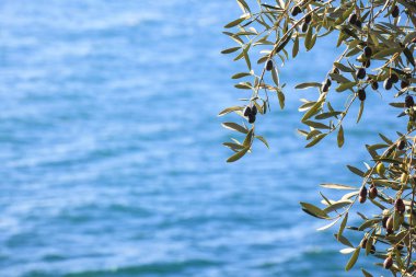 Zeytin ağacı ile yaprakları