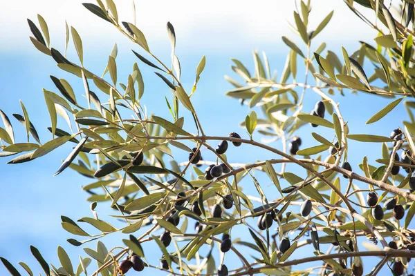 Olivträd med lämnar — Stockfoto