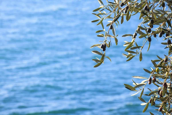 Zeytin ağacı ile yaprakları — Stok fotoğraf