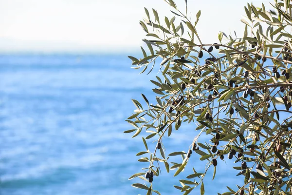 Oliveira com folhas — Fotografia de Stock