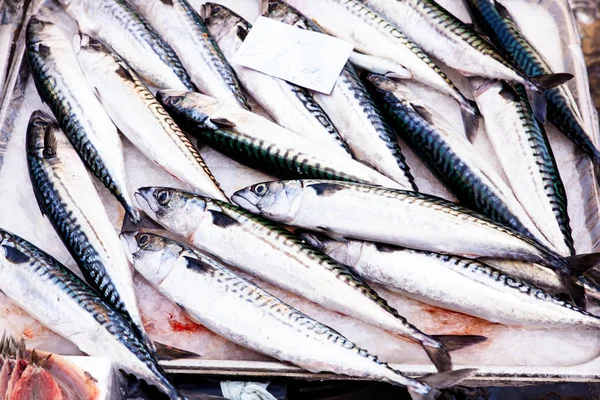 Tray of mackerels at the street fish market of Catania — Stock Photo, Image