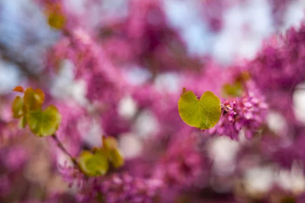 Close up of flowers and leaves of Judas tree — Stock Photo, Image