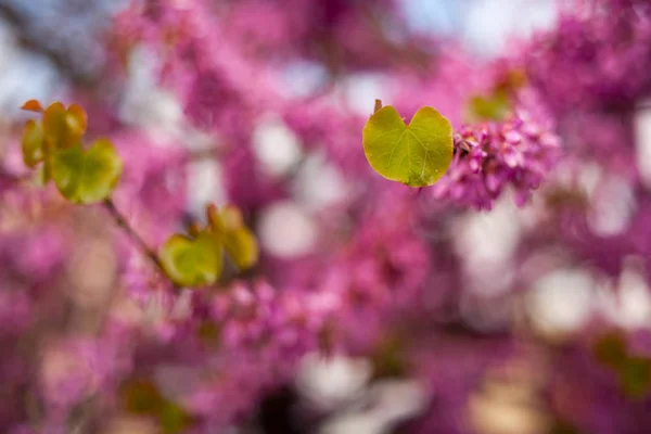 유다 나무의 꽃 과 잎을 가까이 서 본 모습 — 스톡 사진