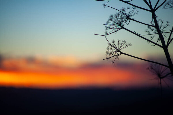 Close up silhouette of florence fennel at sunset