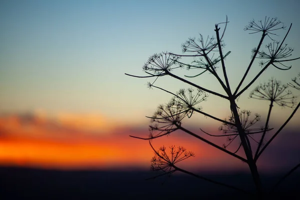 Silueta florentního fenyklu při západu slunce — Stock fotografie