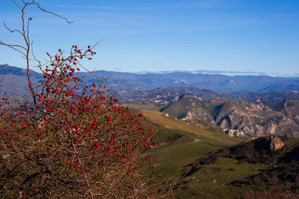 Rosa mosqueta en el campo siciliano — Foto de Stock