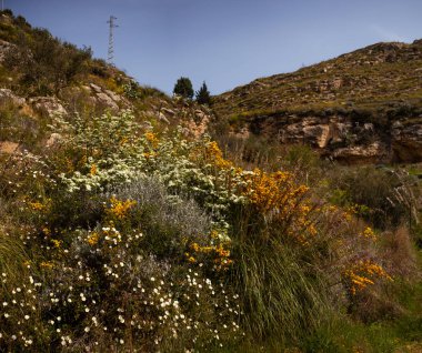 Sicilya 'da çiçekler ve bitkiler