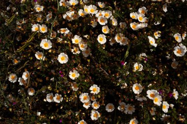Düğünçiçeği ya da Crowley ayaklı çiçek manzarası 