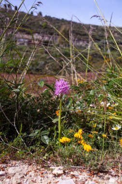 Vahşi orkide çiçeğinin manzarası