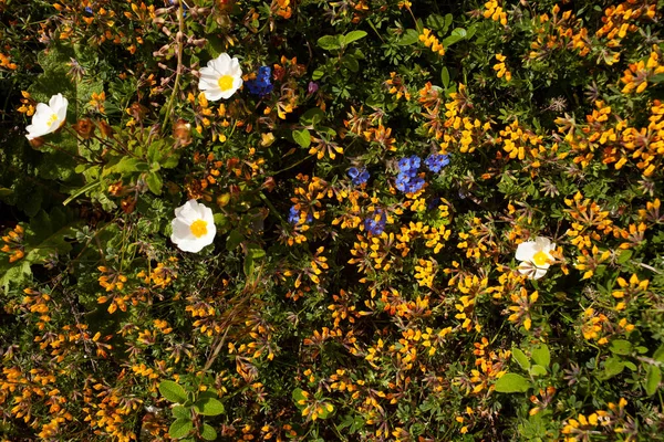 View of buttercup or crowfoot flowers — Stock Photo, Image