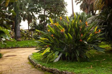 Palermo parkında bitki yetiştirme