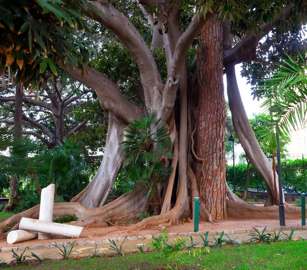 Ficus tree embracing a pine tree